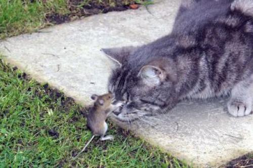 فأر يضرب قطا على طريقة "توم وجيري" Image
