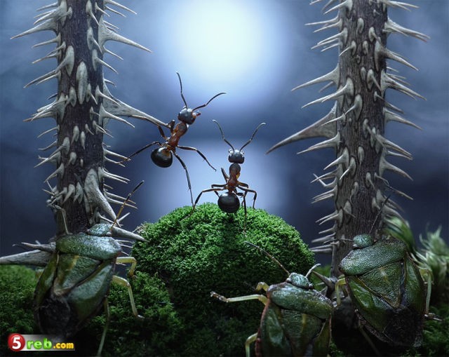 حياة النمل في صور Image