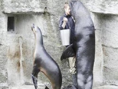 أنثى أسد البحر تحتجّ على مدربها   Image
