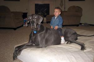 بالصور.. أضخم كلب في العالم يتجاوز طوله 7 أقدام Image