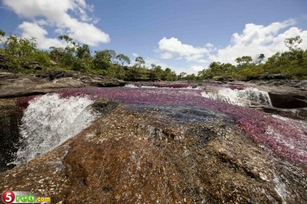 نهر الكريستال في كولومبيا.. بالصور Image