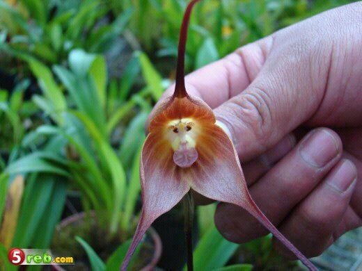 زهرة القرد : زهرة غريبة في غابات البيرو Image