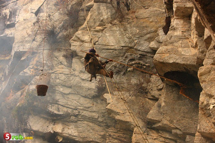 طريقة جمع العسل الجبلي في النيبال / بالصور Image