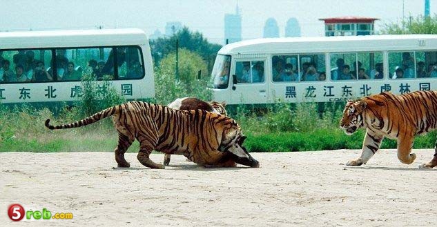 طريقه تغذية النمور في الصين - صور  Image