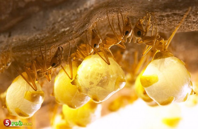نمل يقوم بجمع العسل كما تجمعه النحل. Image