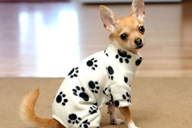 "روكي" كلب مدلل يملك 1500 طقم ملابس ومصمم أزياء - صور Image