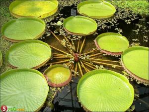 بالصور ... الملكة فيكتوريا زنبق الماء في حوض الأمازون Image