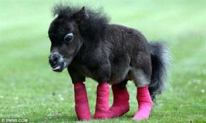 اصغر حصان “بوني” في العالم يحتاج لتدخل جراحي ((صور))  Image