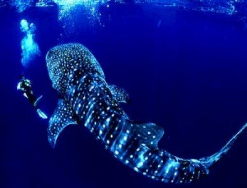 اضخم الأسماك الحية في العالم نوع من القرش اللطيف Image