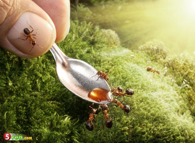 حياة النمل في صور Image