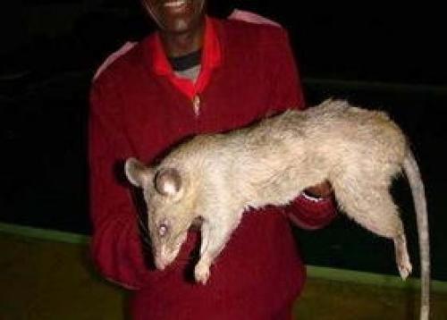أكبر فأر في العالم يقتل طفلين في جنوب إفريقيا Image