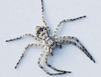 بالصور ... عنكبوت يحمل ملامح إنسان فى بريطانيا Image