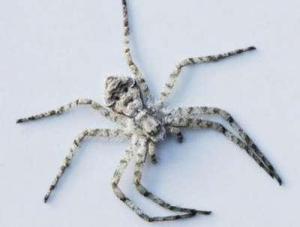 بالصور ... عنكبوت يحمل ملامح إنسان فى بريطانيا Image
