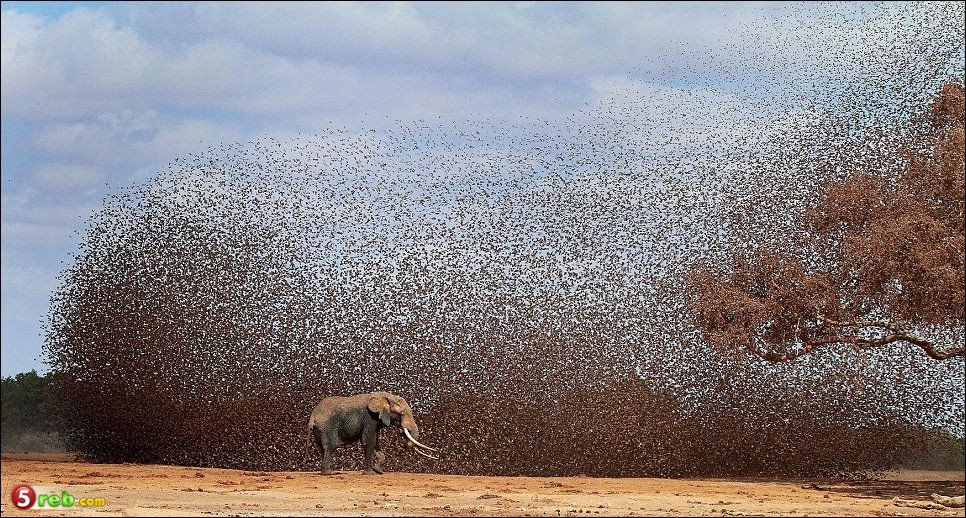 طيور باعداد ضخمه لشرب الماء - صور Image