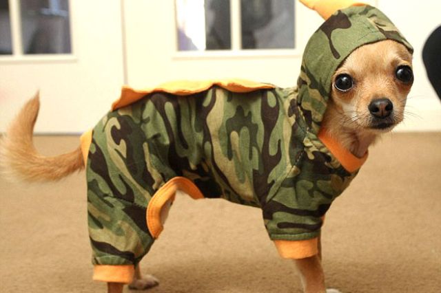 "روكي" كلب مدلل يملك 1500 طقم ملابس ومصمم أزياء - صور Image