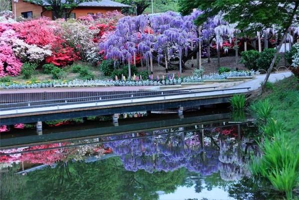 أجمل حدائق في اليابان شلالات من الورد - صور Image