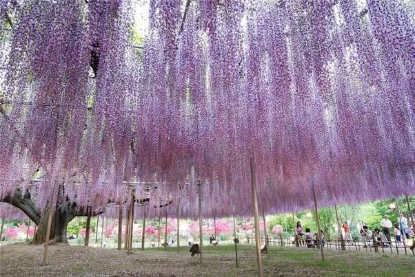 أجمل حدائق في اليابان شلالات من الورد .. Image