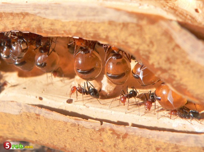 نمل يقوم بجمع العسل كما تجمعه النحل. Image