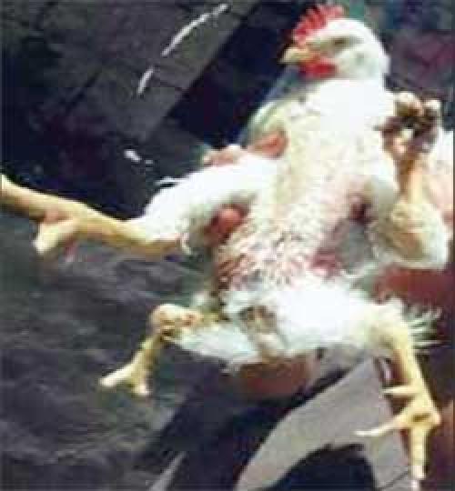 دجاجة بأربع أرجل في احدى مزارع عجلون   Image