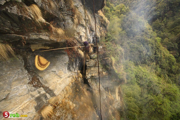 طريقة جمع العسل الجبلي في النيبال / بالصور Image