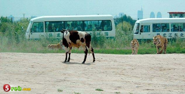 طريقه تغذية النمور في الصين - صور  Image
