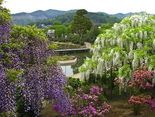 أجمل حدائق في اليابان شلالات من الورد - صور Image