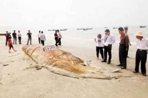 اكتشاف حيوان بحري عملاق لا يقل طوله عن 17 مترا في الصين  Image